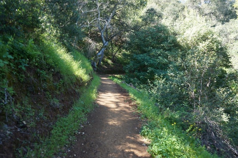 Much of the area's singletrack is well maintained.