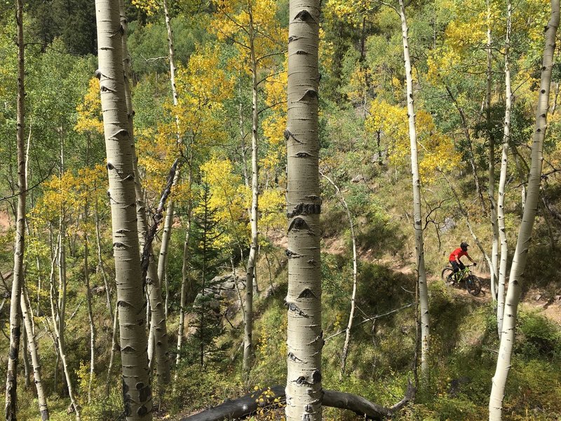 Diving down into the aspens