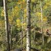 Diving down into the aspens