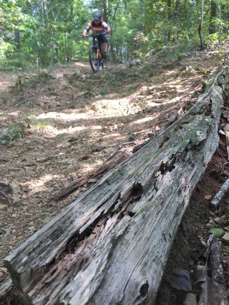 Upper Rock Garden on  Hickory Ridge Trail