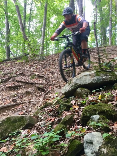 Lower Rock & Root Garden on Hickory Ridge Trail