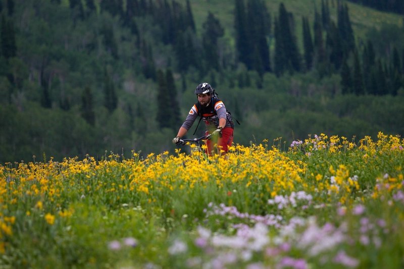 Rick's Basin Trail at Grand Targhee. Photo: Cody Downard. Rider: Collin Wheeler