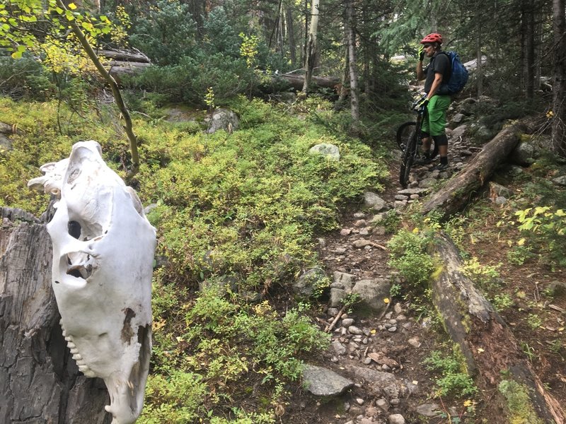 Moose skull.