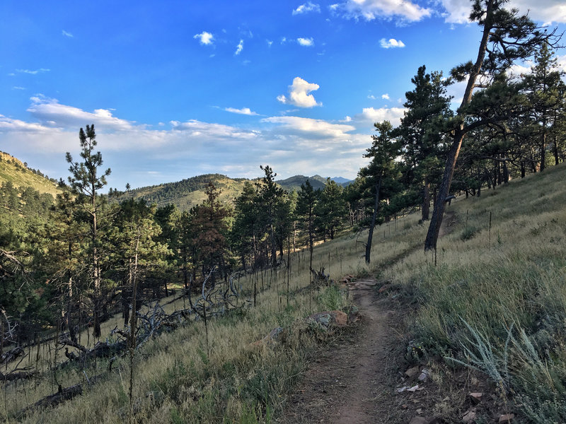 On the upper half of this trail, there are some nice views looking back towards Boulder valley