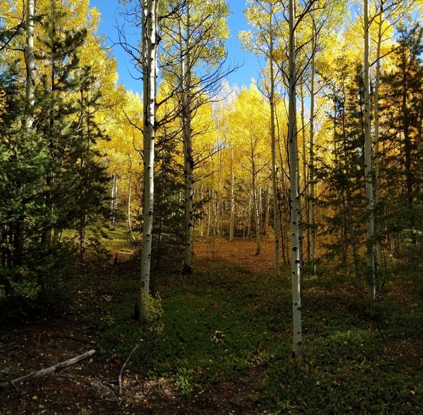 Aspen grove off Mule Trail 9-22-2017