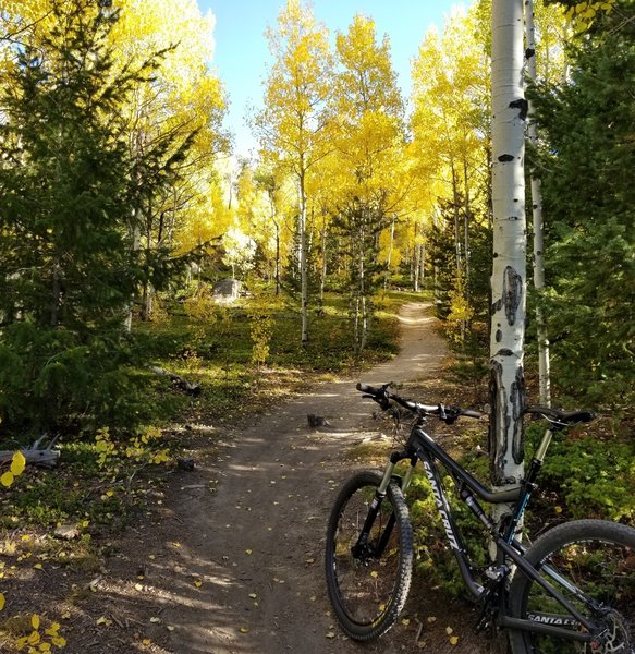 Aspen Grove on Mule Trail 9-22-2017