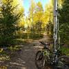 Aspen Grove on Mule Trail 9-22-2017