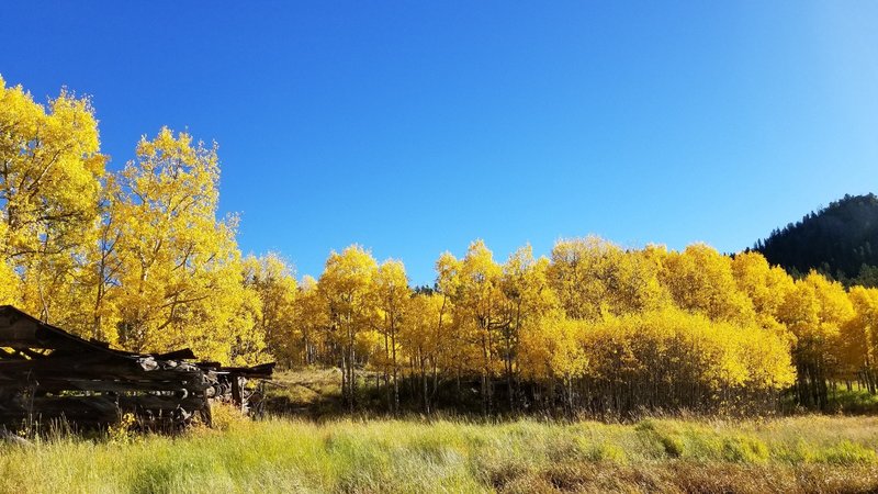 Aspen meadow with old cabin along Mule Trail 9-22-2017