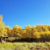 Aspen meadow with old cabin along Mule Trail 9-22-2017