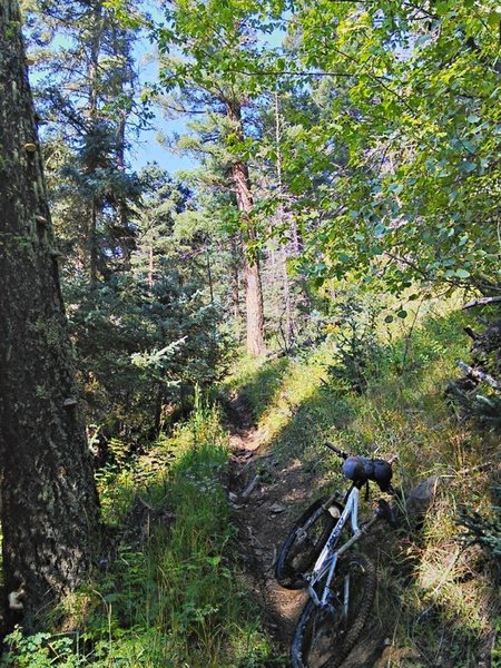 Steep singletrack above the meadow