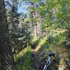 Steep singletrack above the meadow