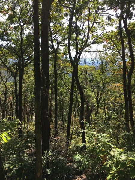 Looking through the woods toward  Douthat.