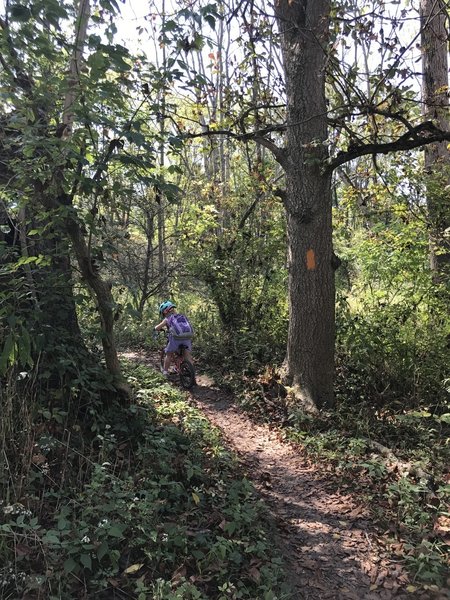 Trail markings on trees