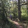 Trail markings on trees