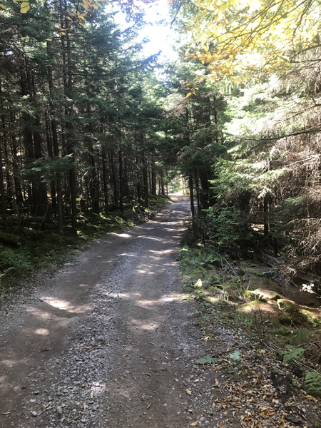 Cheat Mountain Ridge Trail