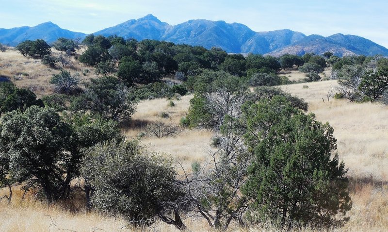 Great views of Mt. Wrightson from this trail