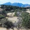 Great views of Mt. Wrightson from this trail