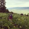 Phillips Ridge in Bloom. Photo: Ride The Tetons. Rider: Collin Wheeler