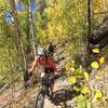 Rolling through an aspen tunnel on Silver Creek.