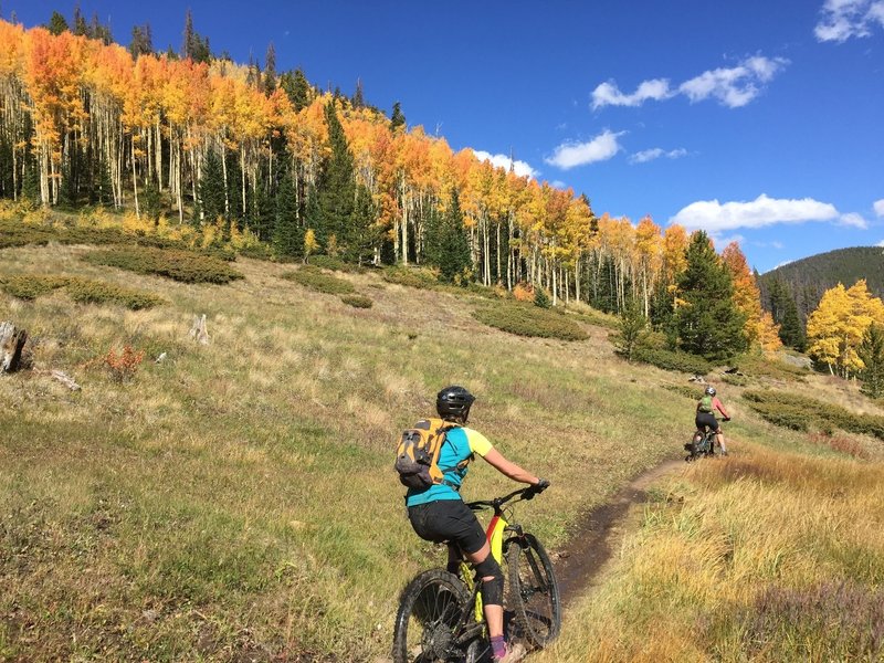 Prime aspens along this meadow portion of Silver Creek Trail.