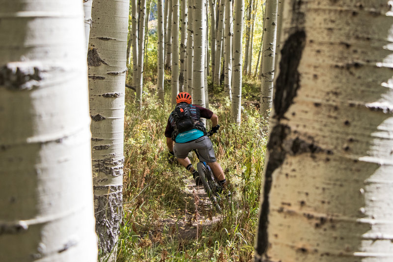 Aspens, aspens, everywhere!