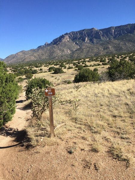 Above High Desert in Albuquerque, Trail 366.