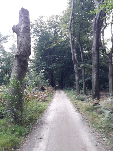 Some unpaved forest roads like these