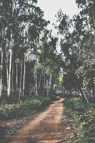 Turahalli Forest.