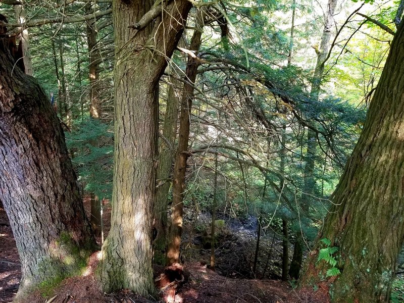 Looking down at the creek