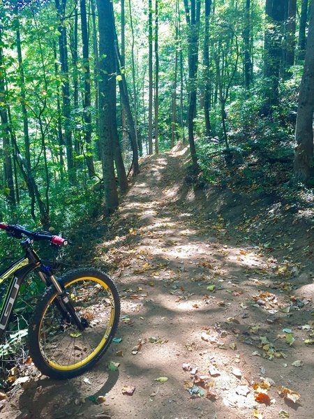 Brand new section of trail on Little Yellow Mountain Loop.