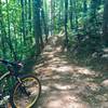 Brand new section of trail on Little Yellow Mountain Loop.