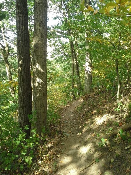 One of the funner sections of trail. Ride along the ridge, just don't fall off the trail.