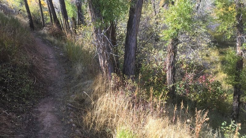 Dropping down Rivers Edge, you head into the wooded area. Part of the trail gets pretty narrow. The tall grasses are deceptive—this is a fairly steep drop off.