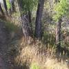 Dropping down Rivers Edge, you head into the wooded area. Part of the trail gets pretty narrow. The tall grasses are deceptive—this is a fairly steep drop off.