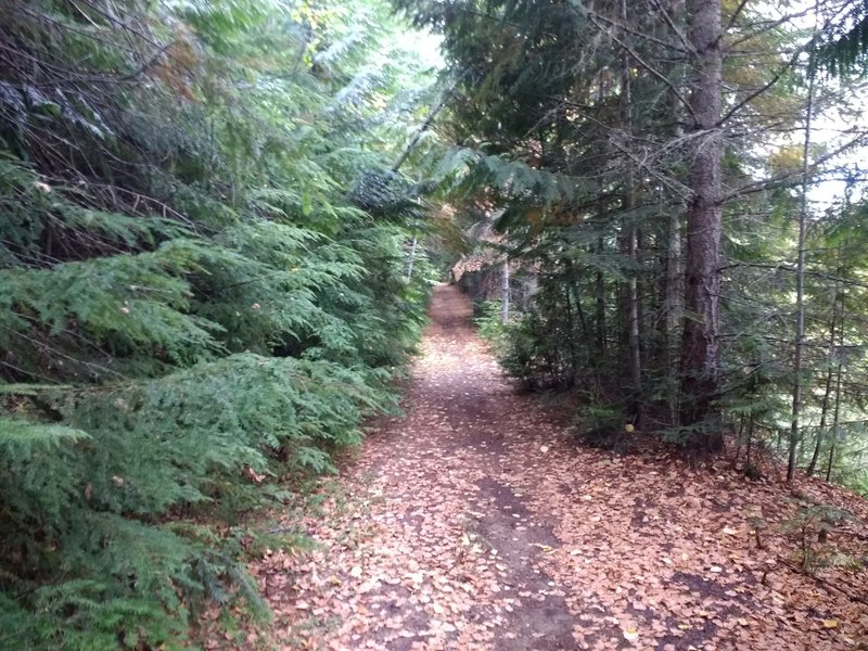 Beautiful canopied trail