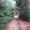 Beautiful canopied trail