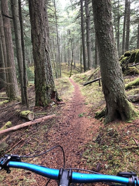 Start of the singletrack on the Mt. Pickett Summit Trail.