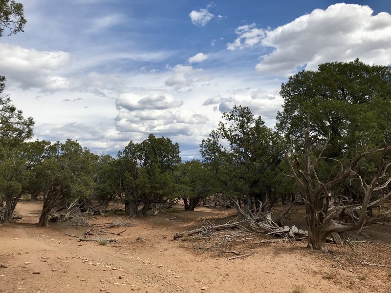 Hippie House amid pinyon junipers with snow-capped mountains in the backdrop.