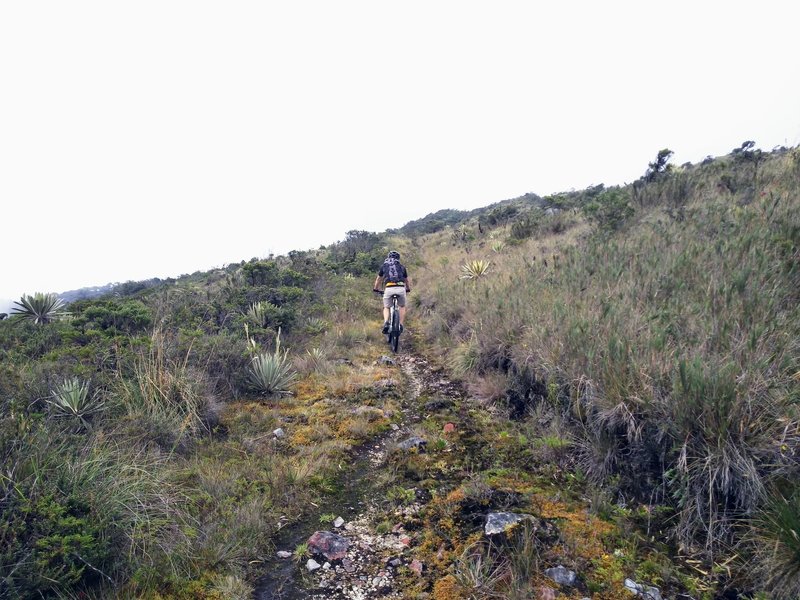 Singletrack through the Moor