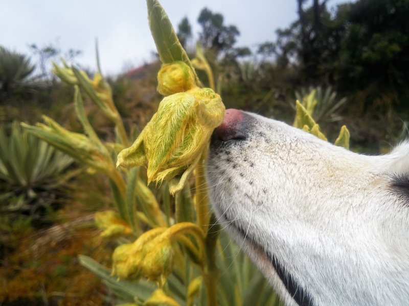 Smelling a 'Frailejón'