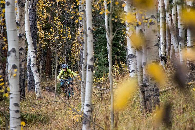 The Jedi Woods section of Doctor Park might be the most fun you can have on two wheels.