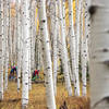 The Gunsight Trail is fast, flowy, and has more aspens than you can dream of. Wow.