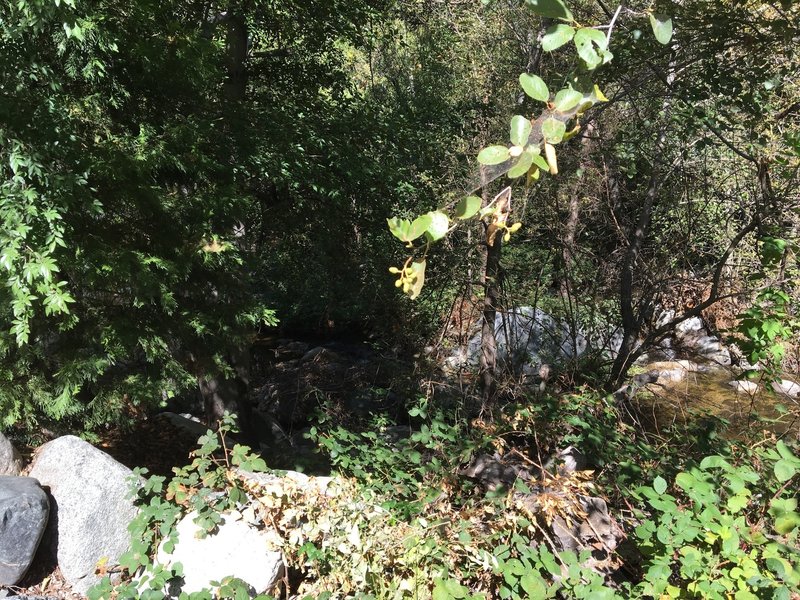 Another view of the creek across the road from the Pasadena Bait House.