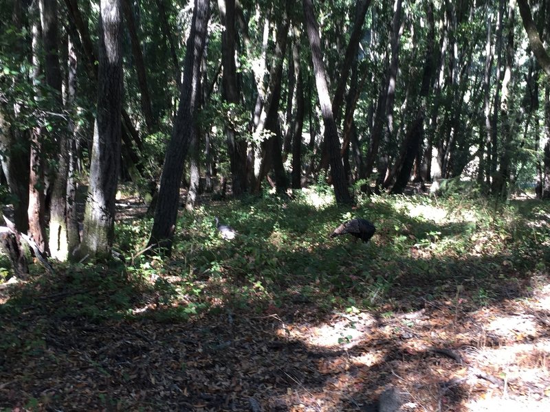 Some Wild Turkeys on the northern section of the Enchanted Loop.