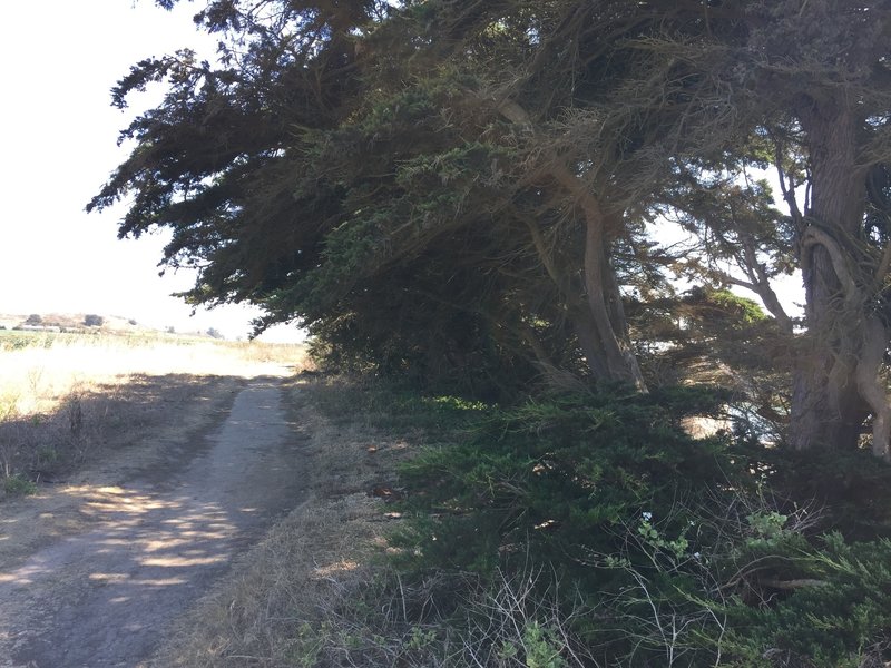 Some of the monterey pines along the way