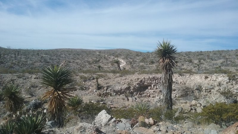 The area offers plenty of Yuccas to break up the landscape.