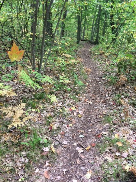 Enjoy a ride through the foliage. Fall is coming.