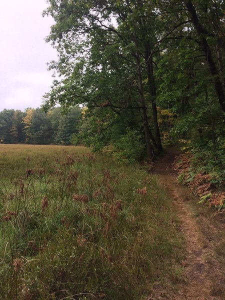 The trail skirts the side of a berry bog.