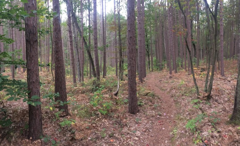 In spots, the forest turns to pine.