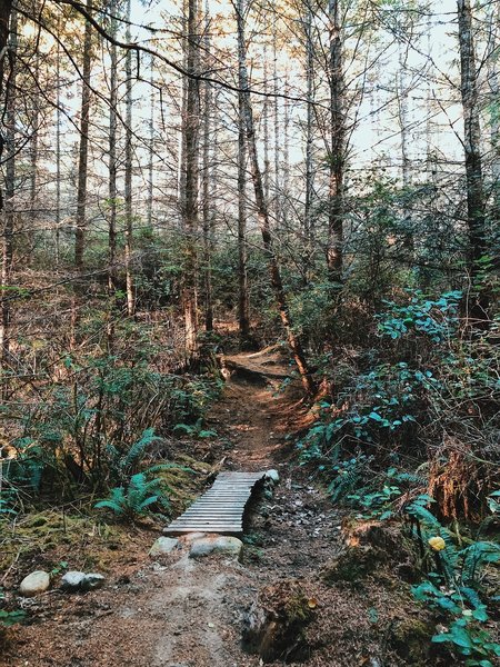 A sun-dappled drop over roots and across a narrow bridge.